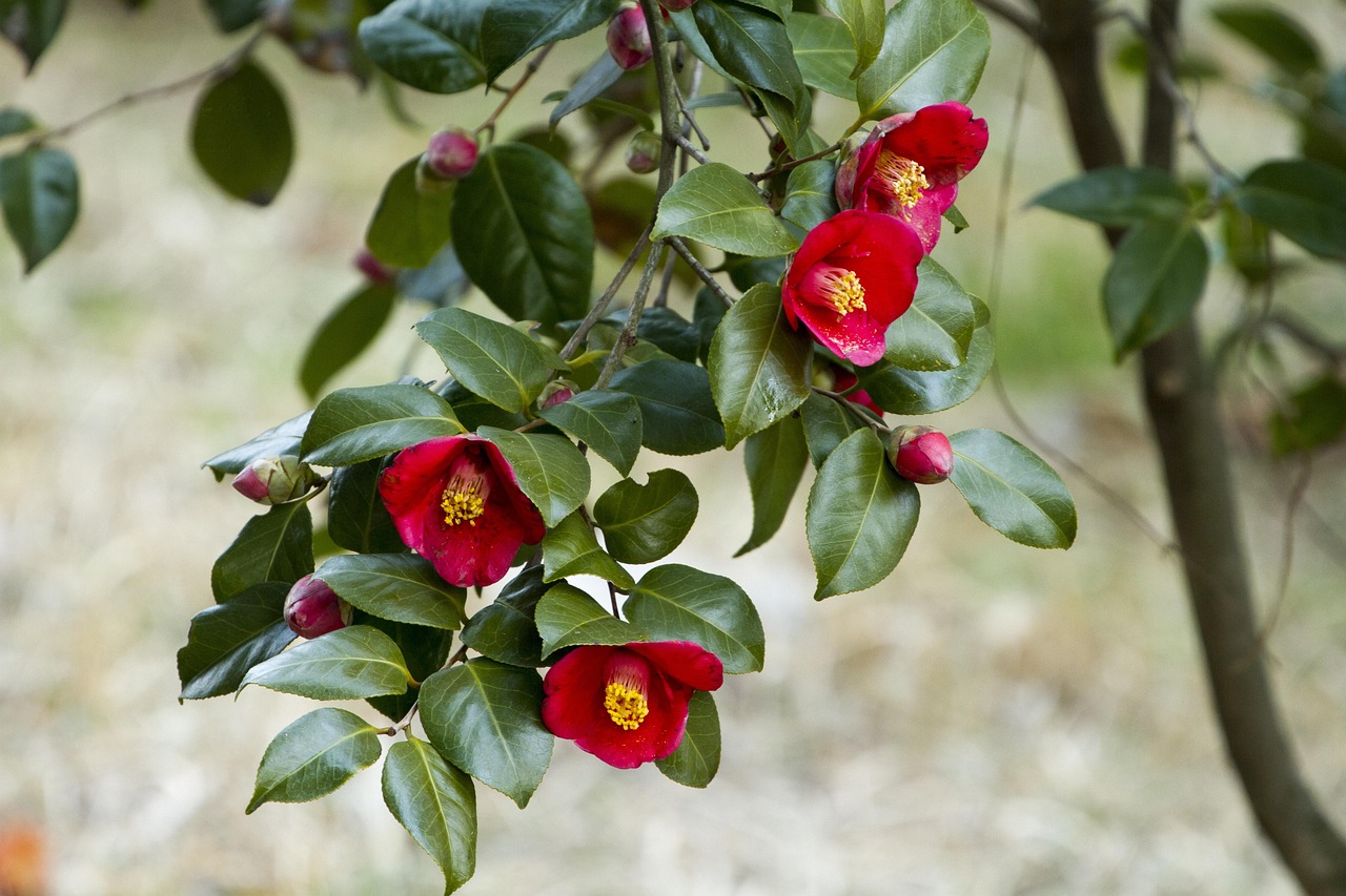 Autumn Open Gardens & Plant Fair