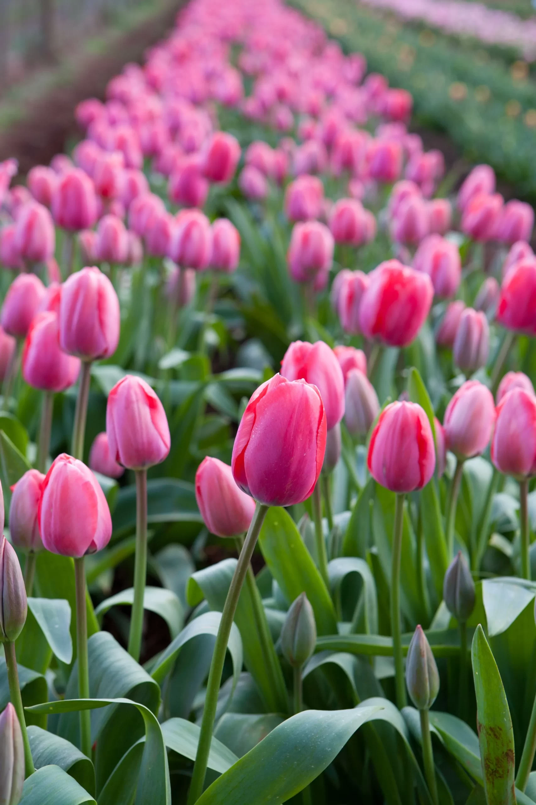 Tulip Time Flower Festival 2025 (2)
